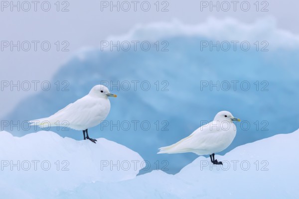 Two ivory gulls (Pagophila eburnea, Larus eburneus) resting on ice floe along the coast of Svalbard, Spitsbergen, Norway