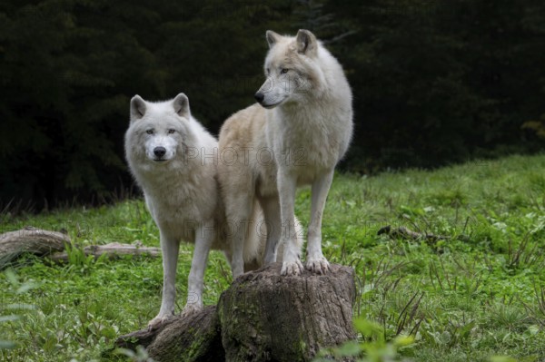 Two Arctic wolves, white wolves, polar wolves (Canis lupus arctos) in zoo, wolf species native to the High Arctic tundra of Canada