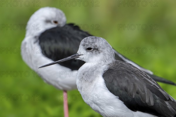 Two black-winged stilts (Himantopus himantopus) resting on one leg in shallow water of pond at wetland, marsh, marshland