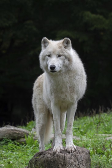 Arctic wolf, white wolf, polar wolf (Canis lupus arctos) in zoo, native to the High Arctic tundra of Canada