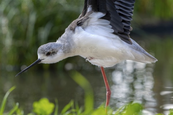 Black-winged stilt (Himantopus himantopus) stretching wings in shallow water of pond at marshland