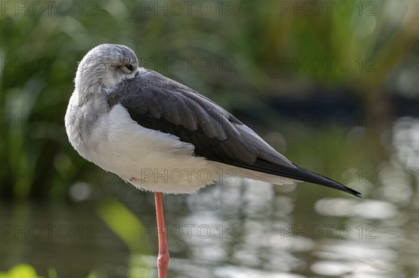 Black-winged stilt (Himantopus himantopus) resting on one leg in shallow water of pond at wetland