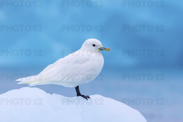 Ivory gull (Pagophila eburnea, Larus eburneus) resting on ice floe along the coast of Svalbard, Spitsbergen, Norway