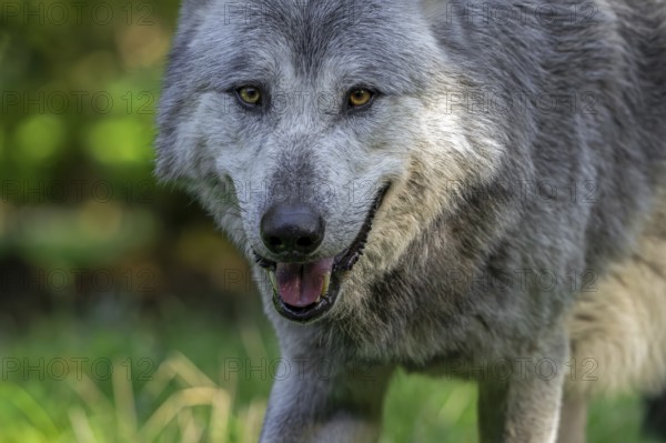 Close-up portrait of black and white Northwestern wolf, Mackenzie Valley wolf, Canadian, Alaskan timber wolf (Canis lupus occidentalis) in forest