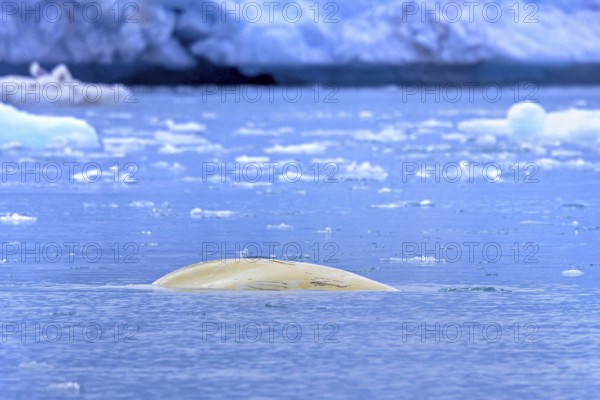 Surfacing beluga whale, white whale (Delphinapterus leucas) showing scars on back by boat propeller in the Arctic Ocean near Svalbard, Spitsbergen