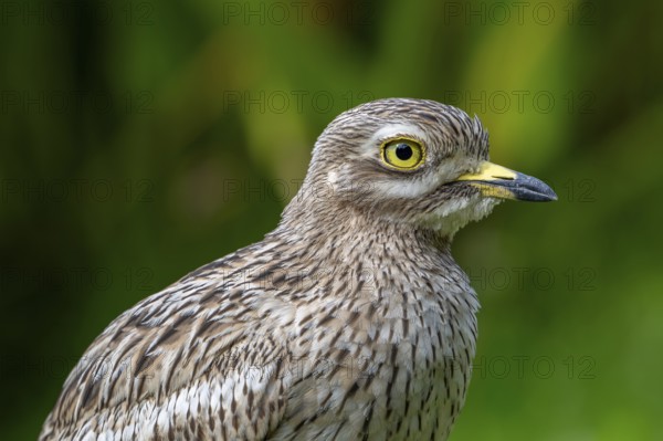 Eurasian stone-curlew, Eurasian thick-knee (Burhinus oedicnemus) close-up portrait