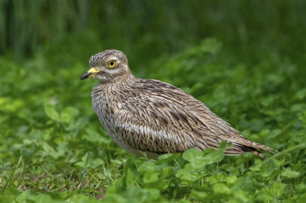 Eurasian stone-curlew, Eurasian thick-knee (Burhinus oedicnemus) portrait