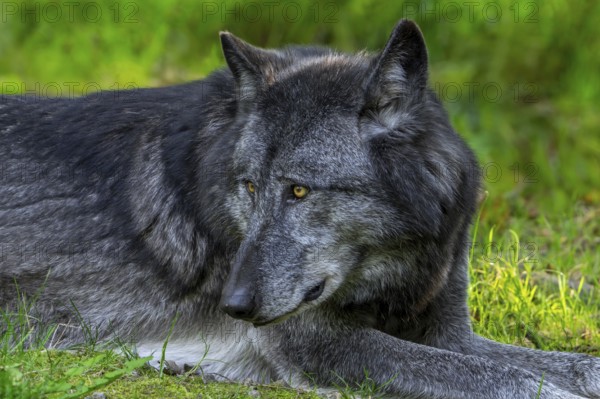 Black Northwestern wolf, Mackenzie Valley wolf, Canadian, Alaskan timber wolf (Canis lupus occidentalis) resting in forest