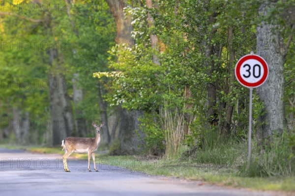 30 km h speed limit traffic sign and European fallow deer doe crossing forest road in spring