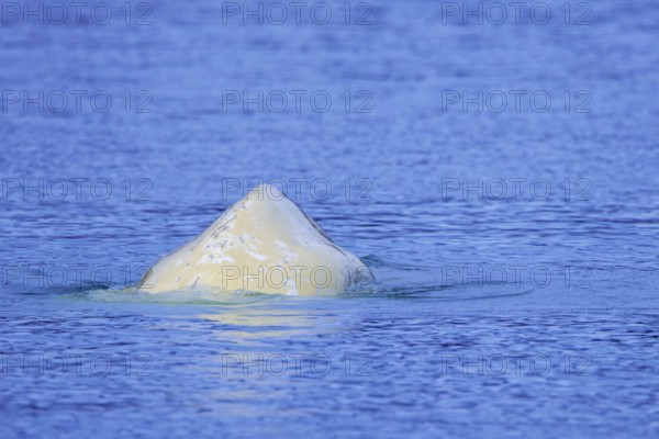 Beluga whale, white whale (Delphinapterus leucas) surfacing to breathe in the Arctic Ocean along the coast of Svalbard, Spitsbergen, Norway