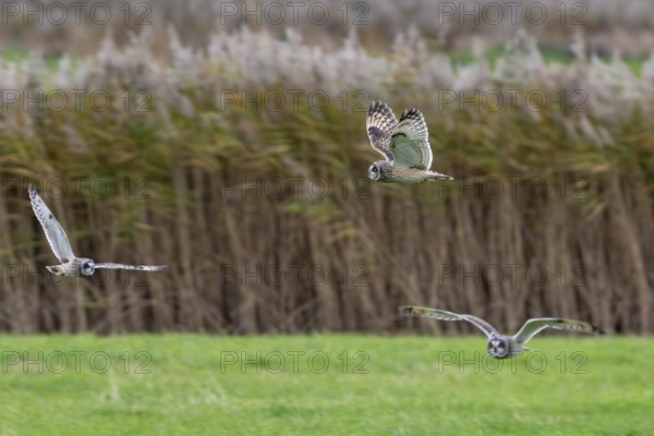 Three flying short-eared owls (Asio flammeus) hunting over meadow along reed bed at dusk in autumn, fall