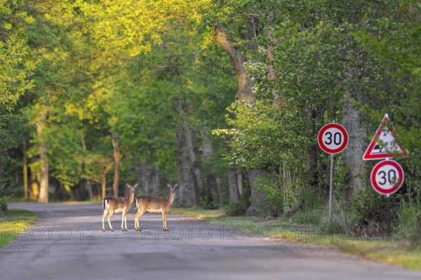30 km h speed limit traffic sign and two European fallow deer does crossing forest road in spring