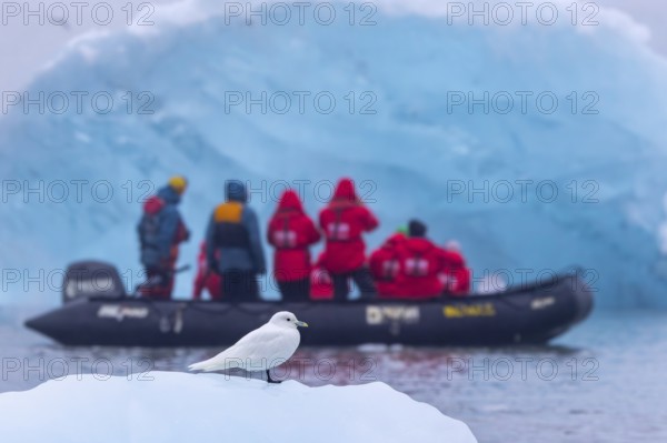 Ivory gull (Pagophila eburnea, Larus eburneus) in front of eco-tourists in Zodiac boat along the Arctic coast of Svalbard, Spitsbergen, Norway