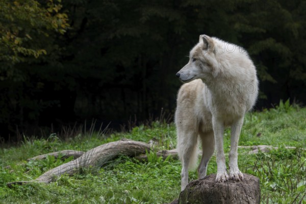 Arctic wolf, white wolf, polar wolf (Canis lupus arctos) in zoo, native to the High Arctic tundra of Canada