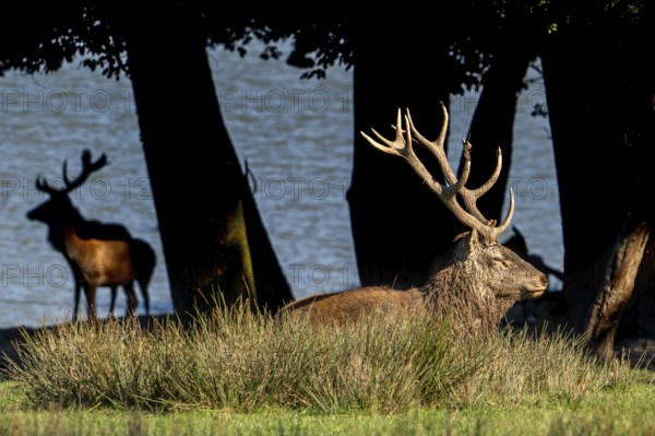 Majestic red deer (Cervus elaphus) stag with big antlers resting in grassland on lake shore during the rut in autumn, fall