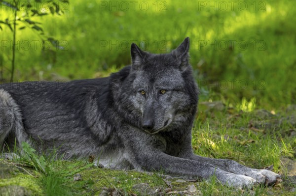 Black Northwestern wolf, Mackenzie Valley wolf, Canadian, Alaskan timber wolf (Canis lupus occidentalis) resting in grassland at edge of forest