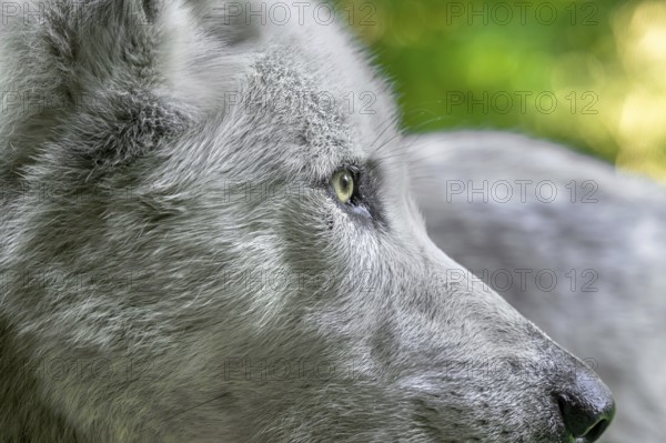 Close-up portrait of Northwestern wolf, Mackenzie Valley wolf, Canadian, Alaskan timber wolf (Canis lupus occidentalis) white morph