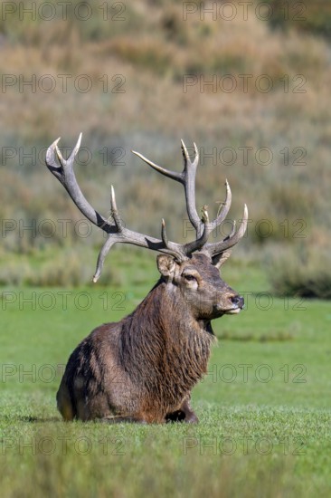 Rutting red deer (Cervus elaphus) stag with big antlers resting in grassland during the rut in autumn, fall