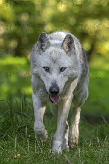 Northwestern wolf, Mackenzie Valley wolf, Canadian, Alaskan timber wolf (Canis lupus occidentalis) white morph hunting in forest