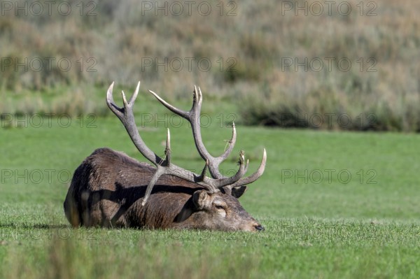 Tired red deer (Cervus elaphus) stag with big antlers sleeping in grassland during the rut in autumn, fall