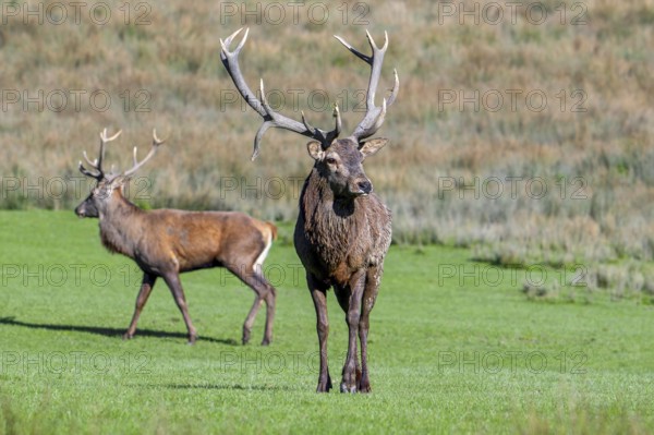 Two red deer (Cervus elaphus) stags with big antlers standing in grassland during the rut in autumn, fall