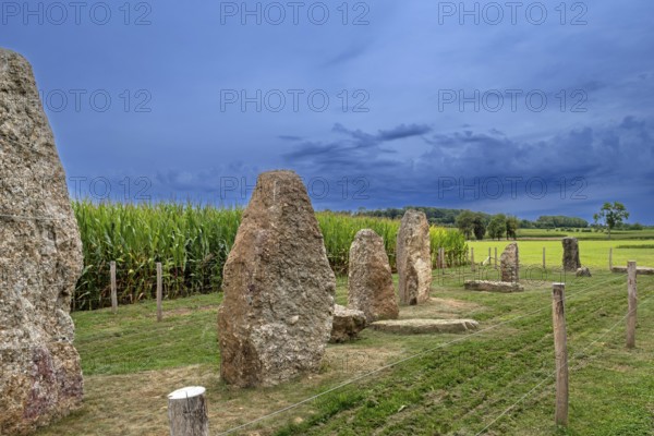 Menhirs, standing stones of conglomerate at Champ de la Longue Pierre in Wéris, Durbuy, province of Luxembourg, Belgian Ardennes, Wallonia, Belgium