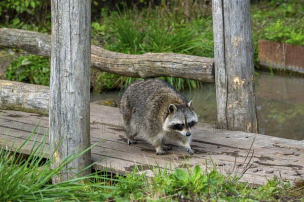 Common raccoon, North American racoon (Procyon lotor) walking over wooden footbridge, invasive species native to North America