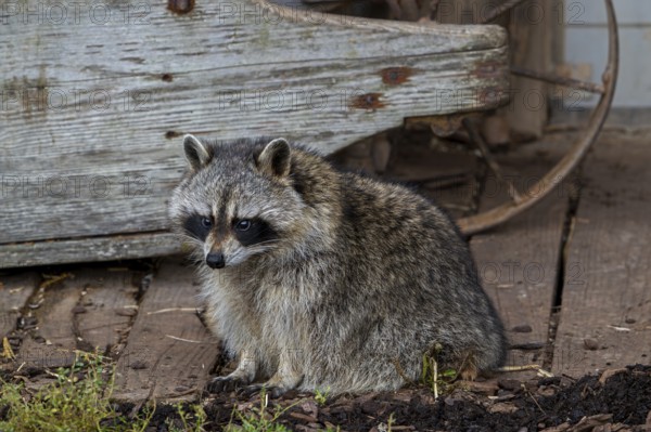 Common raccoon, North American racoon (Procyon lotor) in front of wooden shed, invasive species native to North America