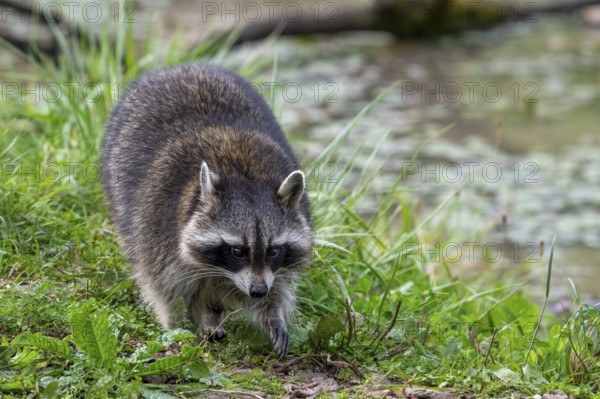 Common raccoon, North American racoon (Procyon lotor) foraging along river bank, invasive species native to North America