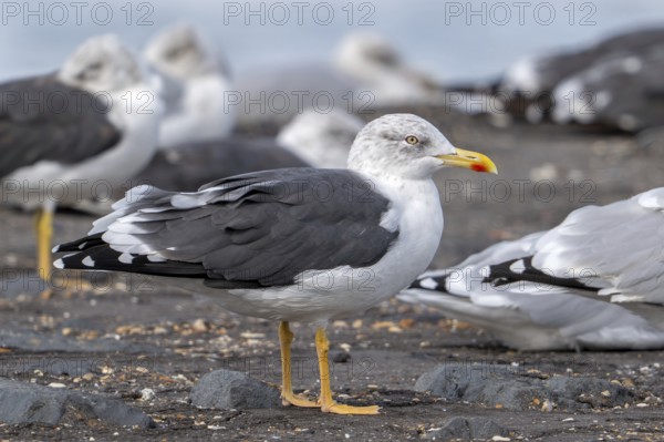 Lesser black-backed gulls (Larus fuscus) resting on high tide refuge during high water along the North Sea coast in early autumn, fall