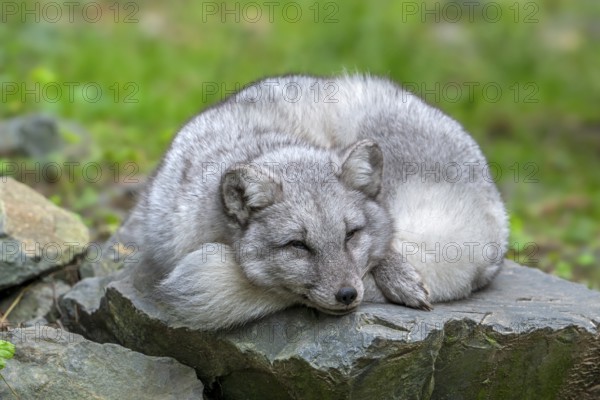 Arctic fox, white fox, polar fox, snow fox (Vulpes lagopus) sleeping curled up on rock, showing seasonal colour change in its coat in autumn, fall