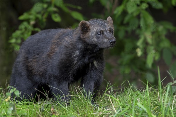 Wolverine, glutton, carcajou (Gulo gulo) hunting in forest, native to Scandinavia, Russia, Siberia, Canada and Alaska