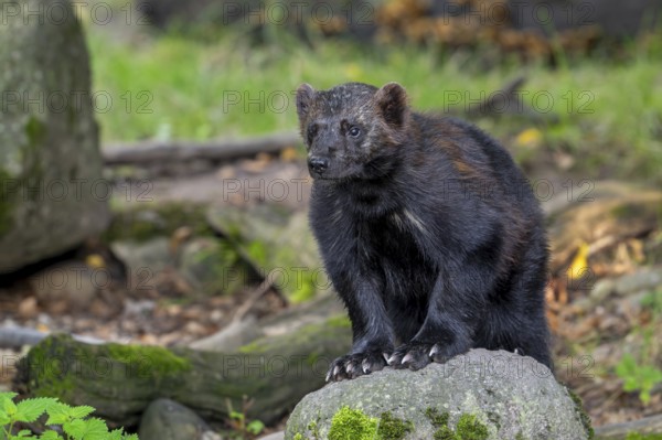 Wolverine, glutton, carcajou (Gulo gulo) showing its big paws with crampon-like claws in forest, native to Scandinavia, Siberia, Canada and Alaska