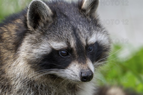 Common raccoon, North American racoon (Procyon lotor) close-up portrait, invasive species native to North America