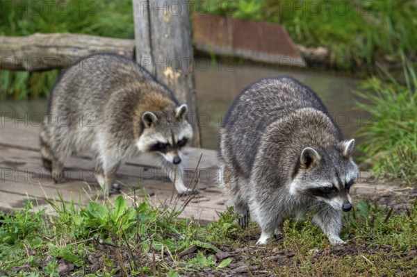 Two common raccoons, North American racoons (Procyon lotor) walking over wooden footbridge, invasive species native to North America
