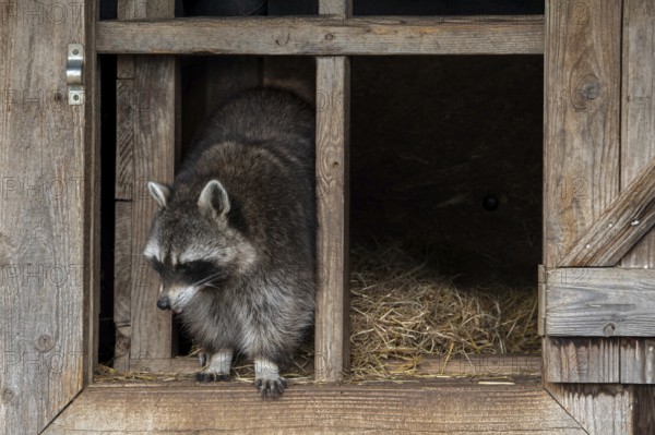 Common raccoon, North American racoon (Procyon lotor) emerging in open window of wooden shed, invasive species native to North America