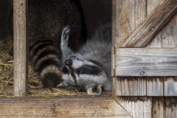 Two common raccoons, North American racoons (Procyon lotor) resting in wooden shed, invasive species native to North America