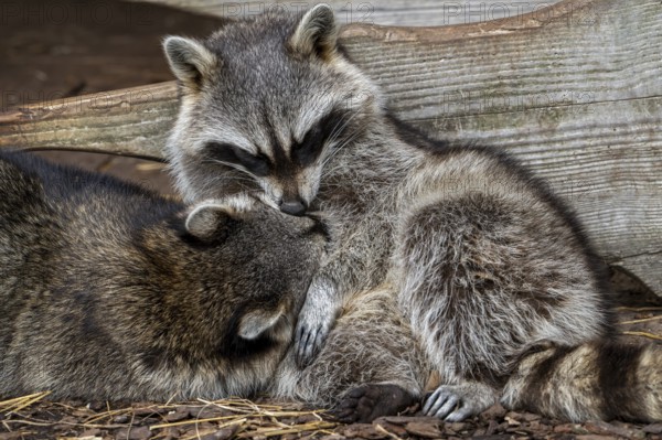 Two sleeping common raccoons, North American racoons (Procyon lotor) huddled together for warmth, invasive species native to North America