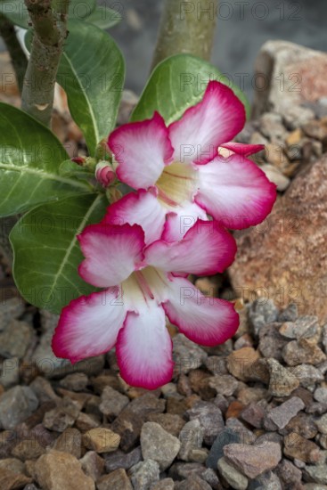 Desert rose, Sabi sStar, mock azalea, impala lily, elephants foot (Adenium obesum) in flower, native to the Sahel regions and Southern Africa