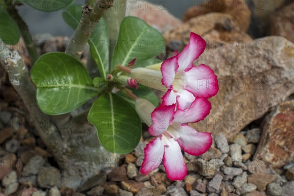 Desert rose, Sabi sStar, mock azalea, impala lily, elephants foot (Adenium obesum) in flower, native to the Sahel regions and Southern Africa