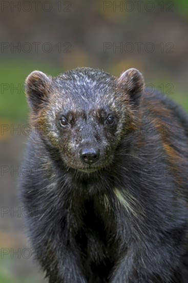 Wolverine, glutton, carcajou (Gulo gulo) close-up portrait in forest, native to Scandinavia, Russia, Siberia, Canada and Alaska