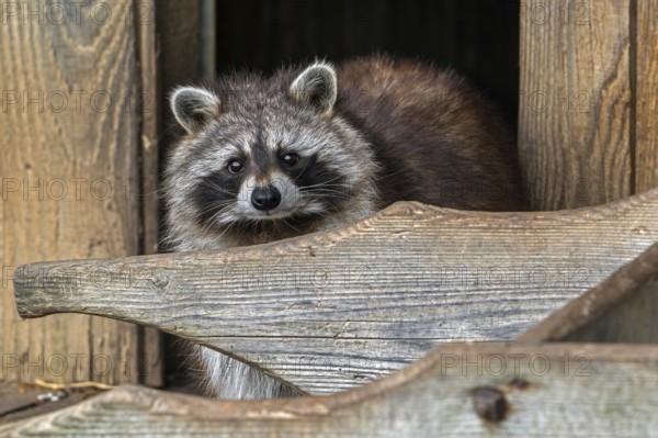 Common raccoon, North American racoon (Procyon lotor) emerging from wooden shed, invasive species native to North America