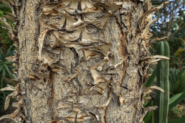 Giant Spanish dagger (Yucca carnerosana, Samulea carnerosana) close-up of trunk, native to northern Mexico and Texas