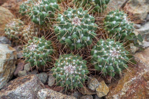 Mother of hundreds (Mammillaria compressa), cactus native to northern and southern Mexico