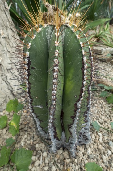 Bishop's cap, monk's hood cactus (Astrophytum ornatum), cactus endemic to the Central Plateau of Mexico