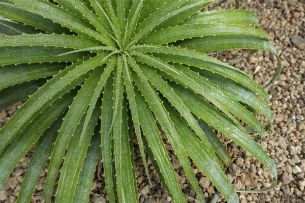 Hechtia roseana, succulent plant with spiny leaves endemic to Mexico