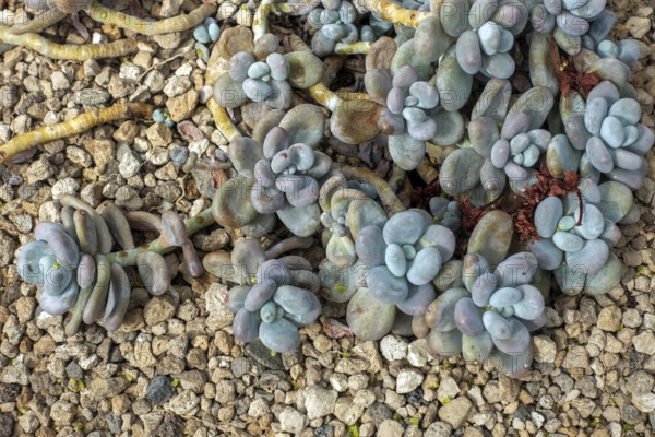 Sugaralmond plant, moonstone (Pachyphytum oviferum), succulent with egg-shaped leaves native to Mexico