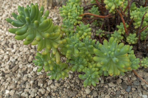 Jelly beans, many fingers (Sedum pachyphyllum), succulent subshrub native to Mexico