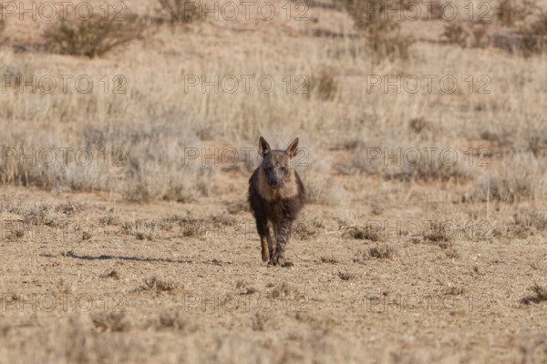 Brown hyena (Parahyaena brunnea), adult walking in dry grassland, facing camera, Kgalagadi Transfrontier Park, Northern Cape, South Africa