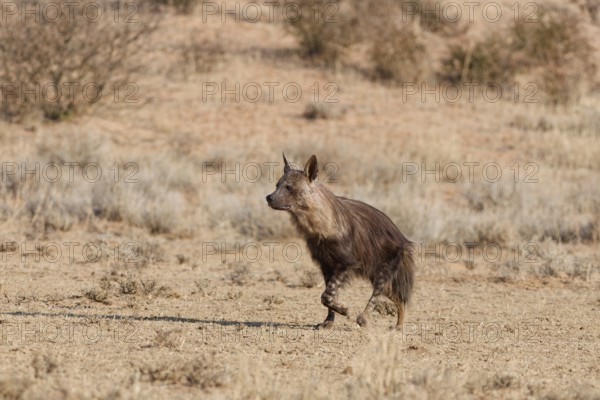 Brown hyena (Parahyaena brunnea), adult running in dry grassland, Kgalagadi Transfrontier Park, Northern Cape, South Africa